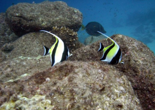 Maravillas del fondo del mar